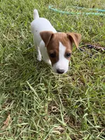 Girl #1, a female Jack Russell Terrier for sale in Brenham, TX – 3 of 4