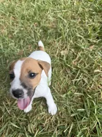 Boy #1, a male Jack Russell Terrier for sale in Brenham, TX – 2 of 4