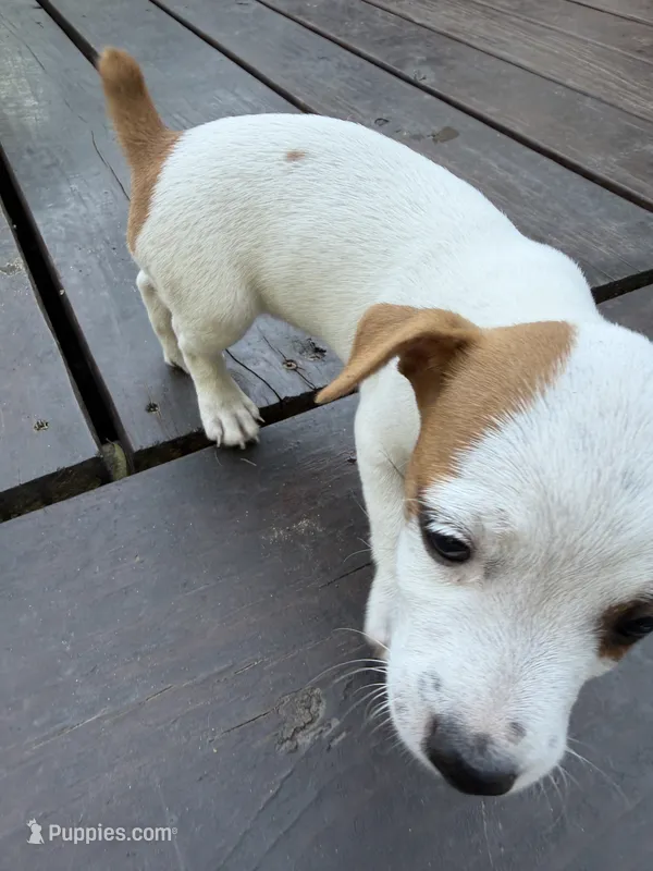 Girl#2 – Jack Russell Terrier puppy for sale in Brenham, TX