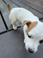 Girl#2, a female Jack Russell Terrier for sale in Brenham, TX – 1 of 3