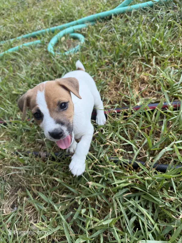 Boy #1 – Jack Russell Terrier puppy for sale in Brenham, TX