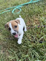 Boy #1, a male Jack Russell Terrier for sale in Brenham, TX – 1 of 4