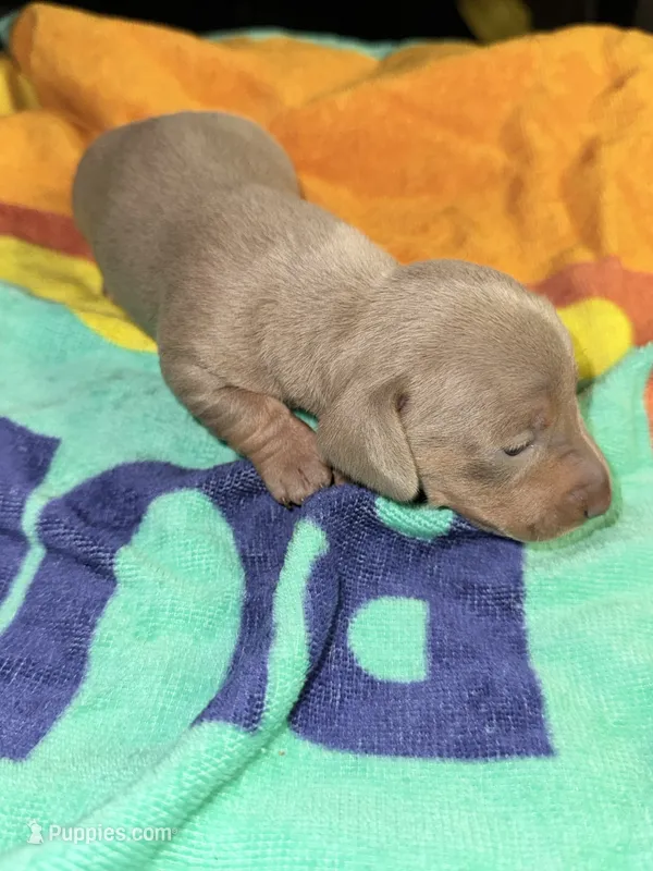 Isabella Male  – Miniature Dachshund puppy for sale in Monroe, GA
