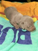 Isabella Male , a male Miniature Dachshund for sale in Monroe, GA – 1 of 2