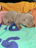 Isabella Male , a male Miniature Dachshund for sale in Monroe, GA – 2 of 2