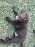 Nova, a female Labrador Retriever for sale in Jones, OK – 2 of 2