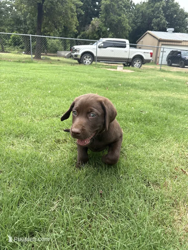 Princess – Labrador Retriever puppy for sale in Jones, OK