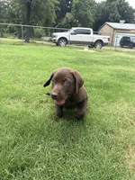 Princess, a female Labrador Retriever for sale in Jones, OK – 1 of 2
