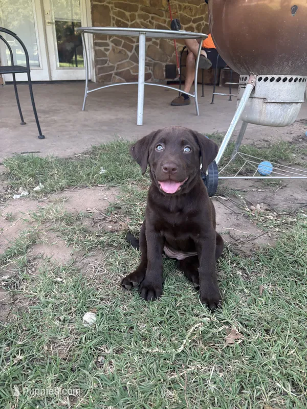 Nova – Labrador Retriever puppy for sale in Jones, OK
