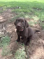 Princess, a female Labrador Retriever for sale in Jones, OK – 2 of 2