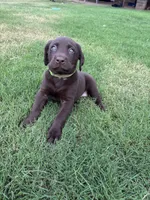 Marg, a female Labrador Retriever for sale in Jones, OK – 1 of 2