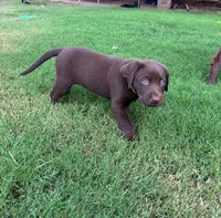 Marg, a female Labrador Retriever for sale in Jones, OK – 2 of 2