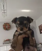 yorki, a male Yorkshire Terrier for sale in Union, NJ – 3 of 7