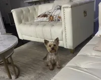 yorki, a male Yorkshire Terrier for sale in Union, NJ – 7 of 7