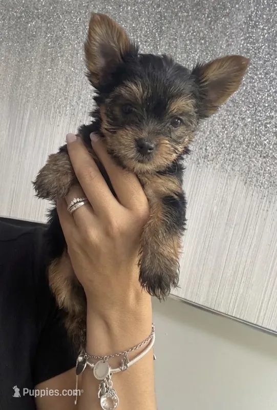 yorki – Yorkshire Terrier puppy for sale in Union, NJ