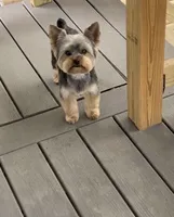 yorki, a male Yorkshire Terrier for sale in Union, NJ – 6 of 7
