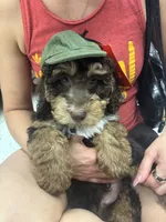 Choco, a male Miniature Goldendoodle for sale in Houston, TX – 2 of 4