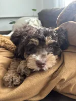 Choco, a male Miniature Goldendoodle for sale in Houston, TX – 4 of 4