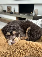 Choco, a male Miniature Goldendoodle for sale in Houston, TX – 3 of 4