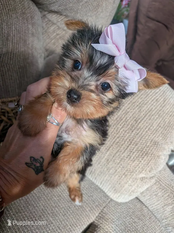yo yo  – Yorkshire Terrier puppy for sale in Tomah, WI