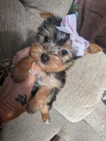 yo yo , a female Yorkshire Terrier for sale in Tomah, WI – Photo 1 of 3