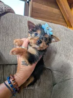yo yo , a female Yorkshire Terrier for sale in Tomah, WI – Photo 3 of 3