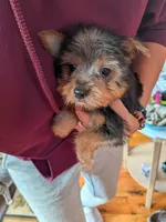 yo yo , a female Yorkshire Terrier for sale in Tomah, WI – Photo 2 of 3