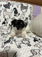 Uno , a male Morkie for sale in Shelby, NC – 3 of 8