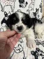Duley , a male Maltese and Morkie for sale in Shelby, NC – 5 of 7