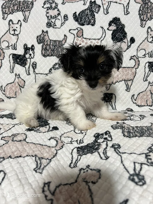 Uno  – Morkie puppy for sale in Shelby, NC