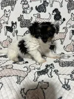 Uno , a male Morkie for sale in Shelby, NC – 1 of 8