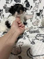 Uno , a male Morkie for sale in Shelby, NC – 5 of 8