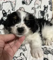 Duley , a male Maltese and Morkie for sale in Shelby, NC – 3 of 7