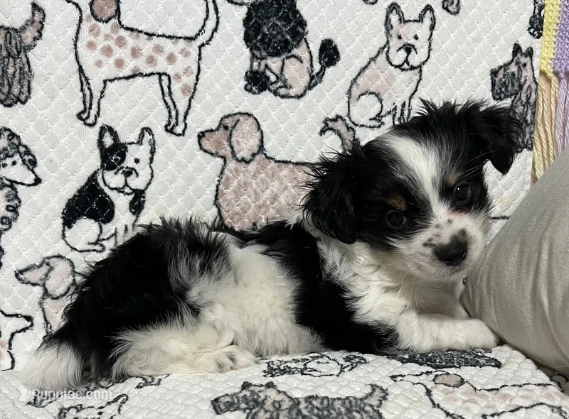 Duley  – Maltese, Morkie puppy for sale in Shelby, NC