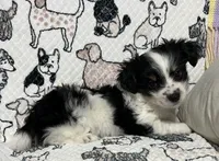 Duley , a male Maltese and Morkie for sale in Shelby, NC – 1 of 7