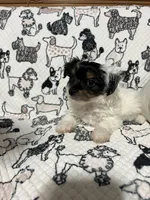 Uno , a male Morkie for sale in Shelby, NC – 2 of 8