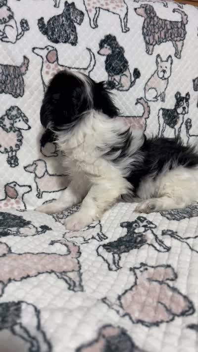 Duley , a male Maltese and Morkie for sale in Shelby, NC – 7 of 7