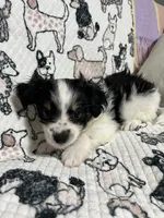 Duley , a male Maltese and Morkie for sale in Shelby, NC – 4 of 7