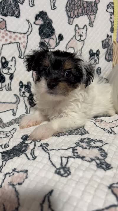 Uno , a male Morkie for sale in Shelby, NC – 8 of 8