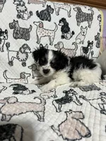 Duley , a male Maltese and Morkie for sale in Shelby, NC – 6 of 7