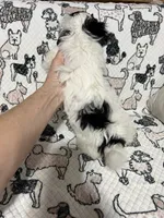 Uno , a male Morkie for sale in Shelby, NC – 6 of 8