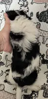 Duley , a male Maltese and Morkie for sale in Shelby, NC – 2 of 7