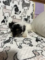 Uno , a male Morkie for sale in Shelby, NC – 7 of 8