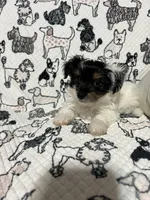 Uno , a male Morkie for sale in Shelby, NC – 4 of 8