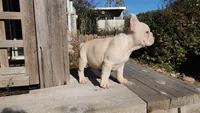 Kodiak, a male French Bulldog for sale in Vonore, TN – Photo 7 of 7