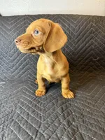 Bingo, a male Dachshund for sale in Adkins, TX – Photo 3 of 3