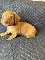 Bingo, a male Dachshund for sale in Adkins, TX – Photo 1 of 3