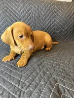 Bingo, a male Dachshund for sale in Adkins, TX – Photo 2 of 3