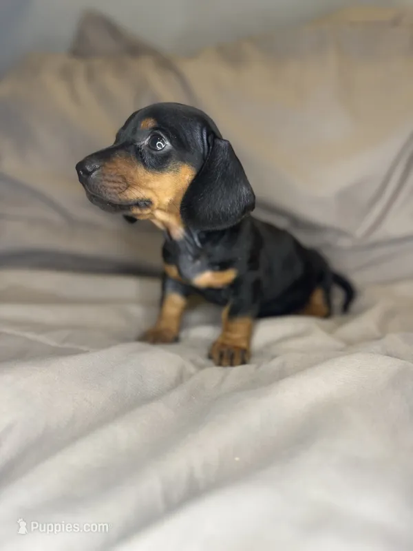 titan – Dachshund puppy for sale in Adkins, TX