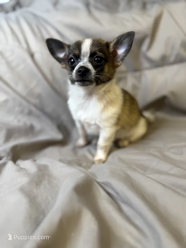 Chubbs – Pomchi puppy for sale in Adkins, TX